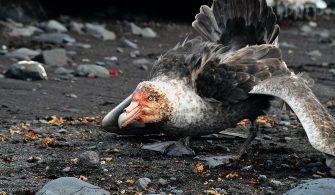 The Sixth Mass Extinction